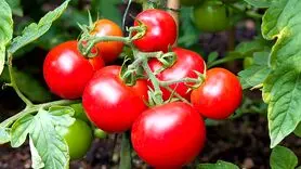 خواص شگفت‌انگیز گوجه‌فرنگی برای درمان جوش های سرسیاه