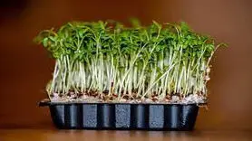 نحوه کاشت و نگهداری سبزه شاهی برای سفره هفت سین عید نوروز
