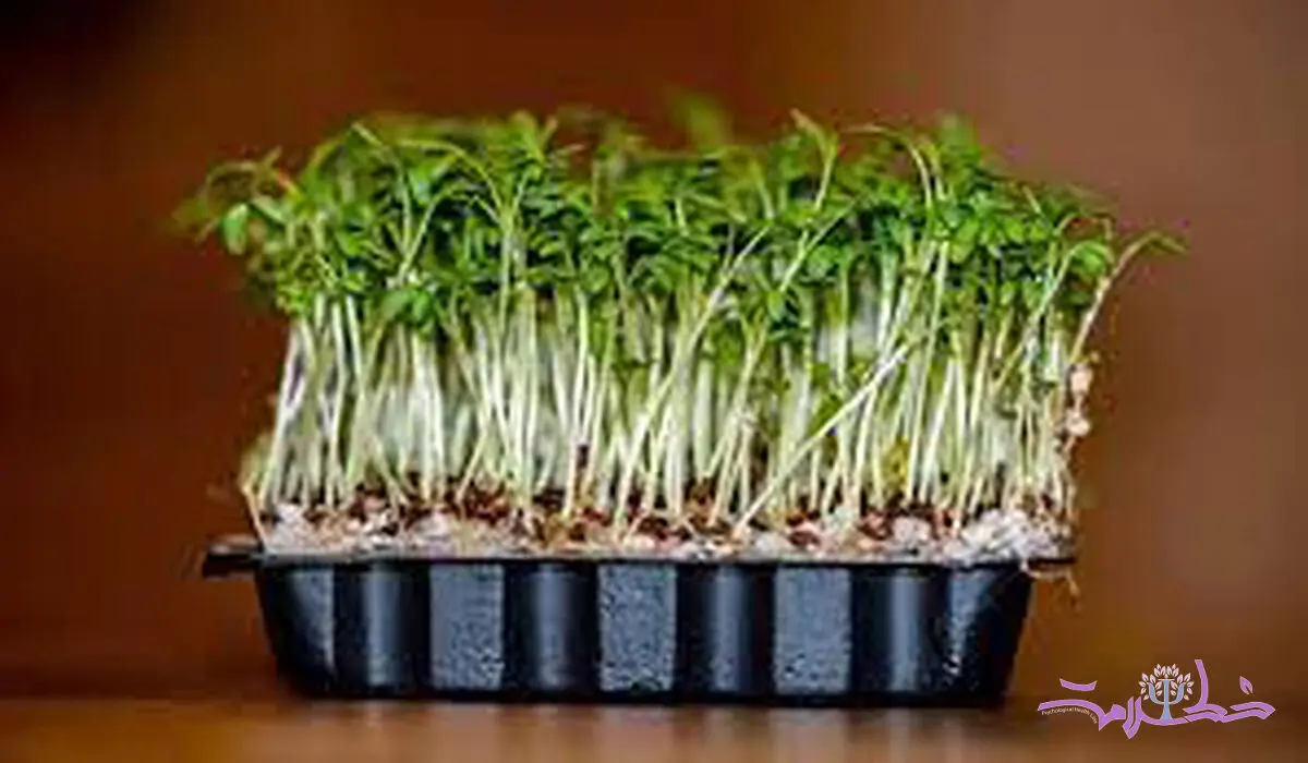 نحوه کاشت و نگهداری سبزه شاهی برای سفره هفت سین عید نوروز