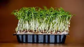 نحوه کاشت و نگهداری سبزه شاهی برای سفره هفت سین عید نوروز