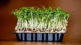 نحوه کاشت و نگهداری سبزه شاهی برای سفره هفت سین عید نوروز