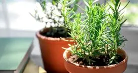 خواص درمانی گیاه رزماری روی مغز و حافظه  + نحوه کاشت در منزل 