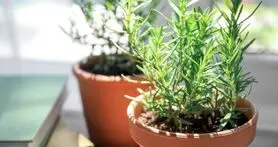 خواص درمانی گیاه رزماری روی مغز و حافظه  + نحوه کاشت در منزل 
