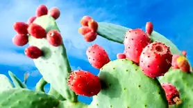 علل علمی افزودن میوه کاکتوس به رژیم غذایی