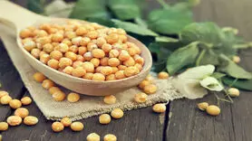 تأثیر شگفت‌انگیز نخود زرد بر سلامت مغز و اعصاب + چه کسانی نباید نخود زرد مصرف کنند؟