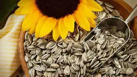 خواص بی نظیر تخمه آفتابگردان برای سلامتی