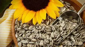 خواص بی نظیر تخمه آفتابگردان برای سلامتی