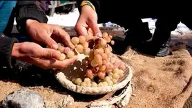 فیلم / روش هوشمندانه افغان ها برای نگهداری طولانی انگور در کاهگل