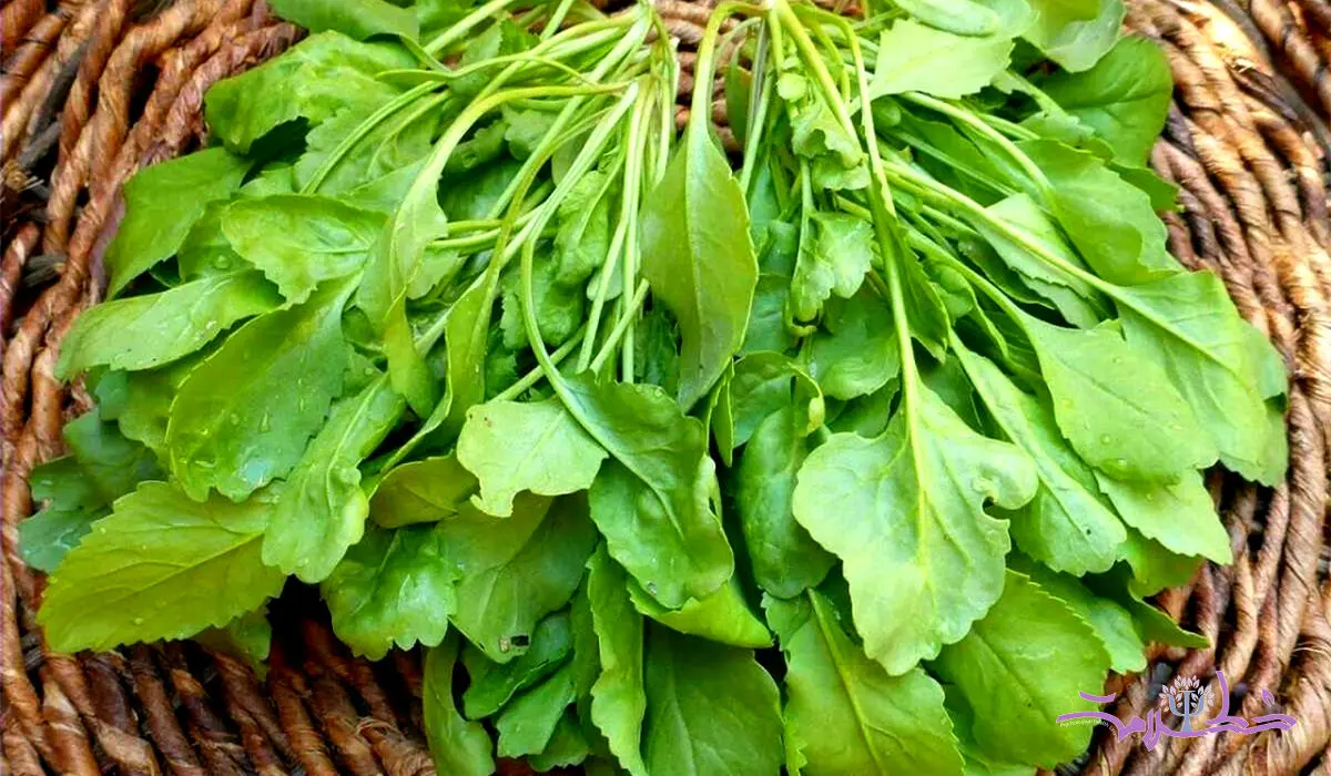 به این 10 علت بی نظیر سبزی شاهی بخورید