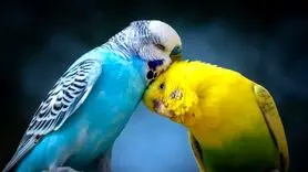 مرغ عشق‌ ها بیشتر از انسان‌ طلاق می‌گیرد! + پرندگان با دلایلی شبیه به جدایی آدم‌ها، شریک زندگی خود را عوض می‌کنند