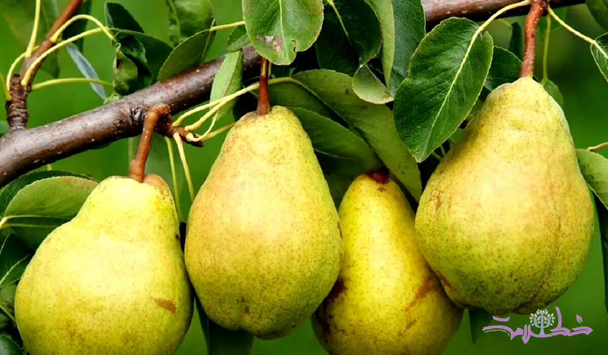 چرا تنبل ها نباید گلابی بخورند؟