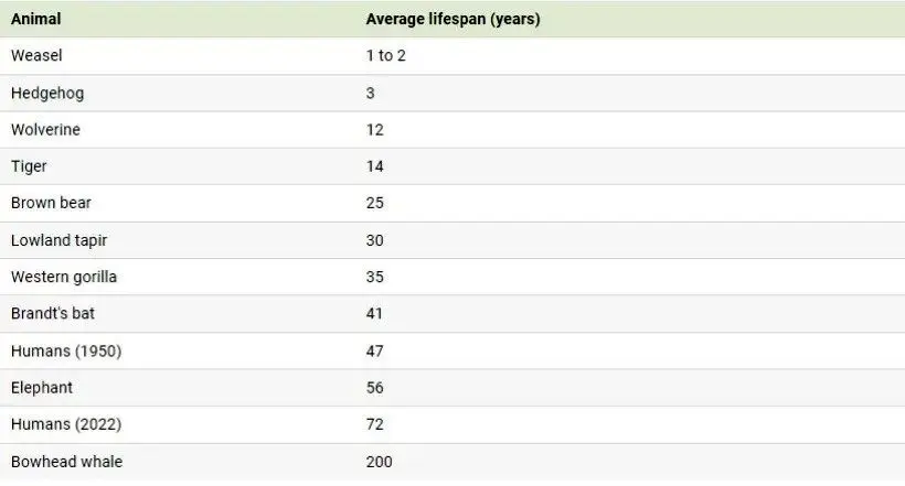 متوسط طول عمر پستانداران چقدر است؟ (+ اینفوگرافی)
