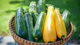 10 نوع کدو حلوایی تابستانی که باید امتحان کنید 
