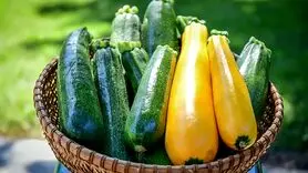 10 نوع کدو حلوایی تابستانی که باید امتحان کنید 
