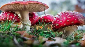 سم قارچ با پختن از بین می‌رود؟