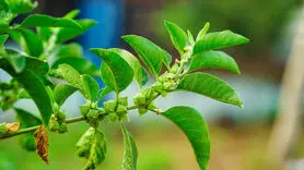 فیلم/ 5 کاربرد بی نظیر گیلاس زمستانی برای سلامت روانی و جسمانی
