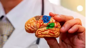 یک کشف جدید درباره خواب و مغز