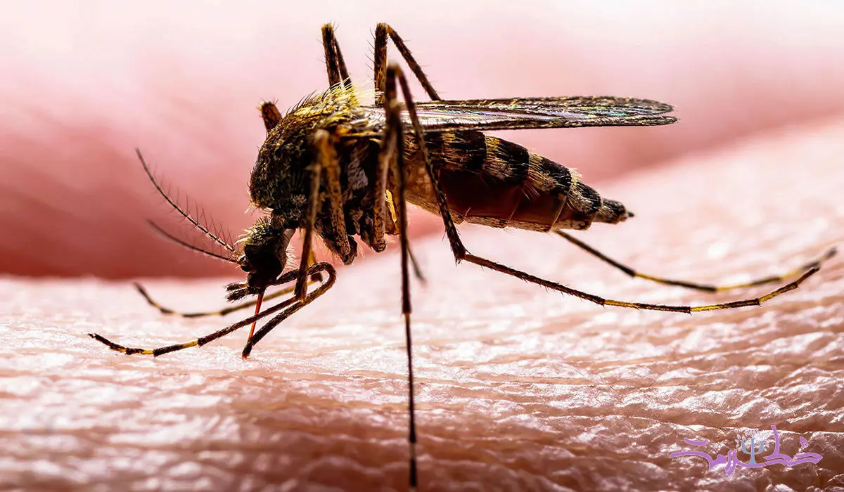 چرا پشه ها شما را انتخاب می کنند؟ + چه چیزی شما را به مگنت پشه تبدیل می کند!