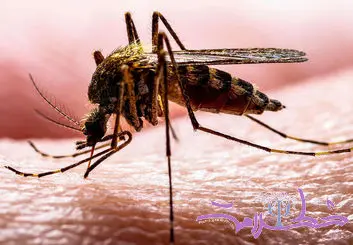 چرا پشه ها شما را انتخاب می کنند؟ + چه چیزی شما را به مگنت پشه تبدیل می کند!