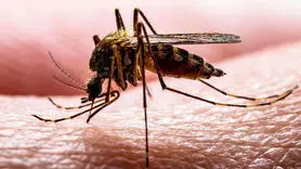 چرا پشه ها شما را انتخاب می کنند؟ + چه چیزی شما را به مگنت پشه تبدیل می کند!