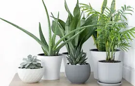افراد افسرده چه گیاهانی را نباید در آپارتمان شان نگه دارند؟