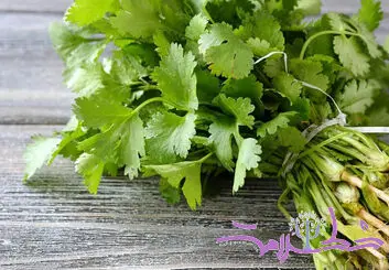 سه غذای ساده و خوش‌عطر با گشنیز؛ از کباب تا سس مخصوص