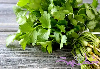 سه غذای ساده و خوش‌عطر با گشنیز؛ از کباب تا سس مخصوص