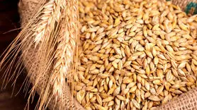 این ماده غذایی ارزان سرشار از منیزیم و فیبر است