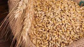 این ماده غذایی ارزان سرشار از منیزیم و فیبر است