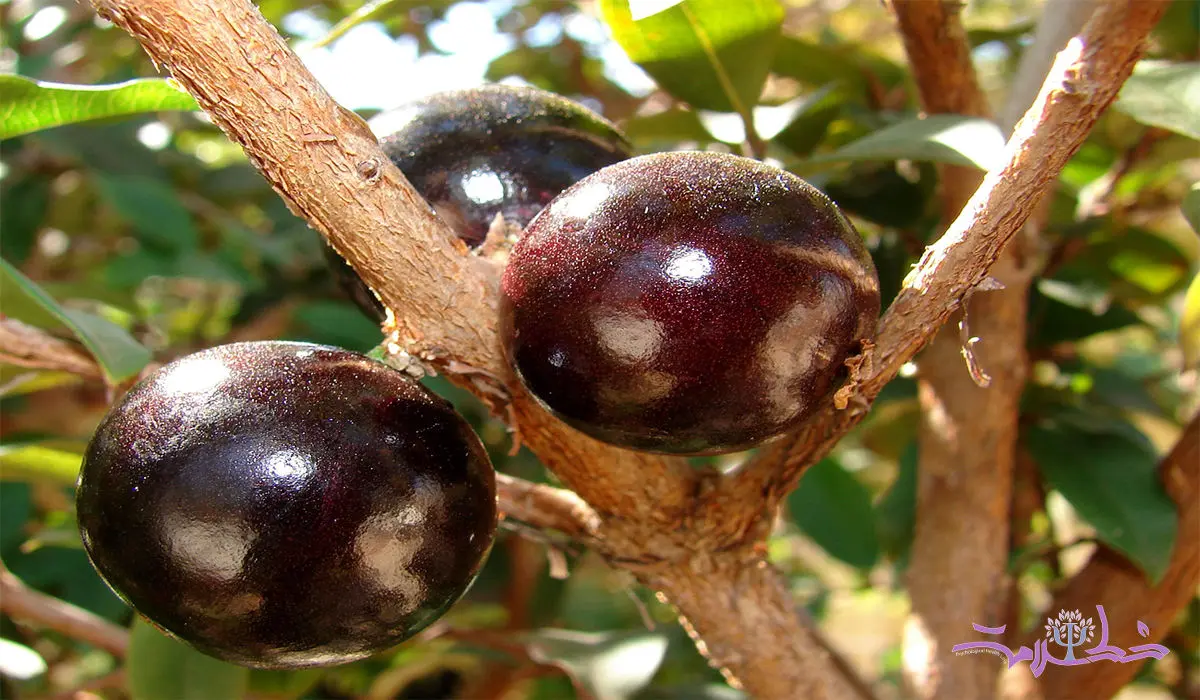 پوست انگور برزیلی برای این 3 گروه بیمار شفابخش است