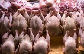 آخرین قیمت انواع گوشت مرغ / فیله مرغ کیلویی 145 هزارتومان