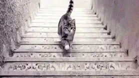 تست هوش / از روی حرکت گربه ویژگی شخصیت تان را بشناسید