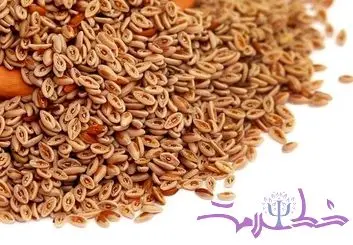 بارهنگ لاغرتان می کند اگر اینگونه مصرف کنید + طرز تهیه دمنوش