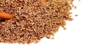 بارهنگ لاغرتان می کند اگر اینگونه مصرف کنید + طرز تهیه دمنوش