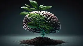 5 گیاه مؤثر برای تقویت حافظه 
