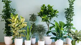 چگونه از گیاهان در فصل سرما مراقبت کنیم؟