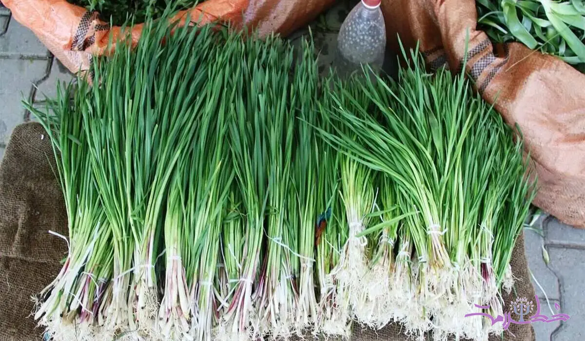 آش شنگ با خواصی بی نظیر برای زنان