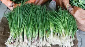 آش شنگ با خواصی بی نظیر برای زنان