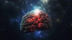 سازگارترین عضو بدن را می شناسید/ این یافته علمی حیرت برانگیز است
