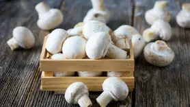 اثرات معجزه آور قارچ بر سلامت وقتی با گوشت می خورید