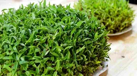 طرز تهیه سبزه خاکشیر فانتزی و زیبا برای سفره هفت‌سین