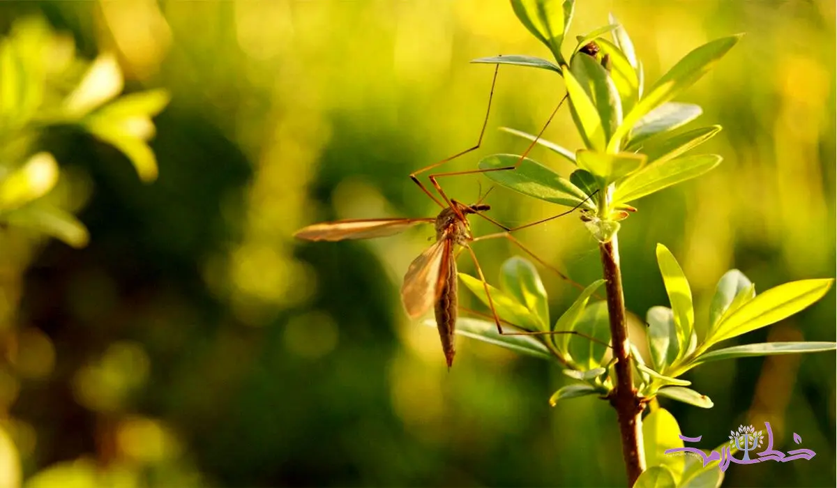 این ۸ گیاه پشه‌ها را دور می کنند + حشره کش های طبیعی را بشناسید