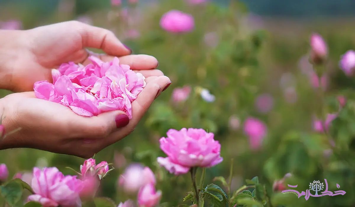 این گل را در آستانه سال نو هر روز بو کنید
