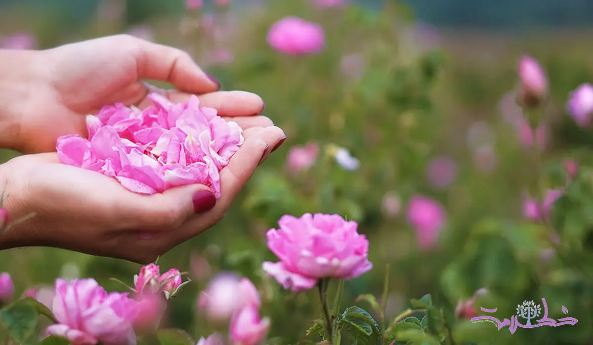 این گل را در آستانه سال نو هر روز بو کنید