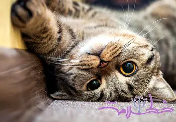 ۶ راز شگفت‌انگیز سلامت روان که گربه‌ها بهتر از روان‌شناس‌ها بلدند