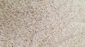 با این روش های مطمئن شپشک برنج را از بین ببرید