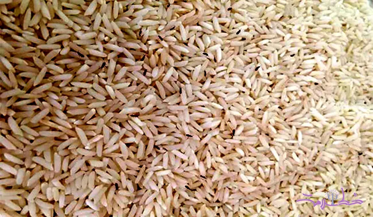 با این روش های مطمئن شپشک برنج را از بین ببرید