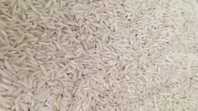 با این روش های مطمئن شپشک برنج را از بین ببرید