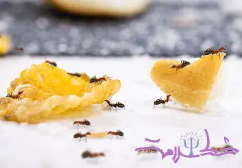 10 روش طبیعی و شیمیایی برای نابودی کامل مورچه ها از خانه 