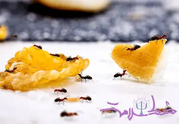 10 روش طبیعی و شیمیایی برای نابودی کامل مورچه ها از خانه 